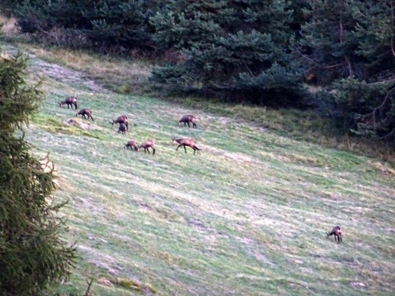 Rupicapra rupicapra.....dal Trentino Alto Adige